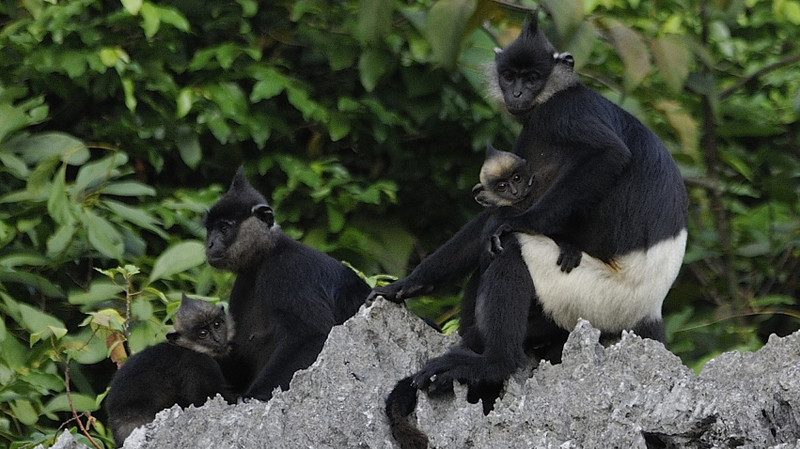 World’s second largest population of Delacour's langur discovered in Vietnam