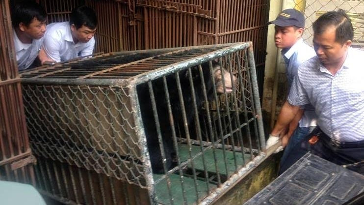 The bear is being transferred to the Hanoi Wildlife Rescue Centre.