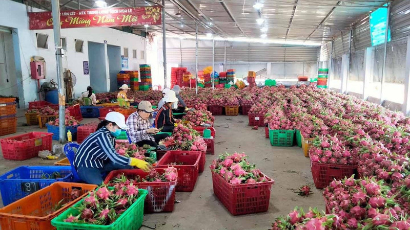 Binh Thuan dragon fruit 