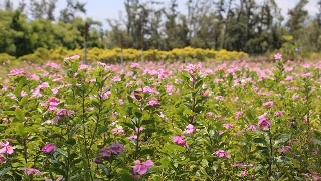 Products made from Vietnamese medicinal herbs have been exported to many countries such as Japan, Germany and France.