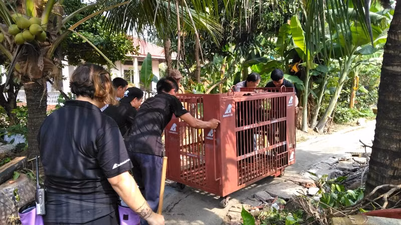 The bears are being transported to a truck.