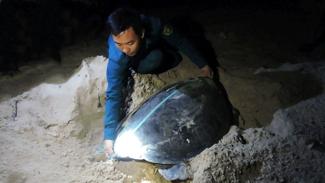 A staff member of Con Dao National Park monitors the reproductive activities of sea turtles in Bay Canh Islet. (Photo: NDO/Le Anh Tuan)