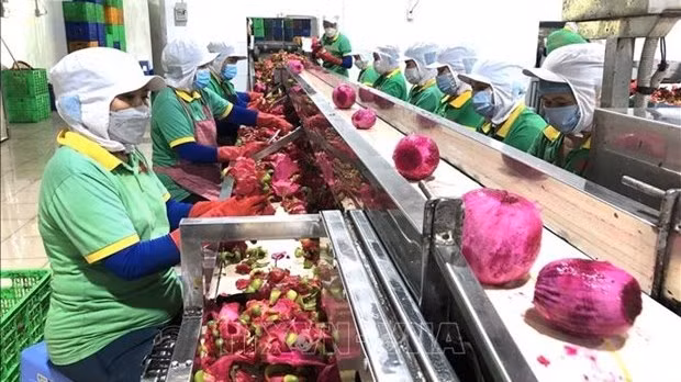 Processing dragon fruits for export (Photo: VNA)