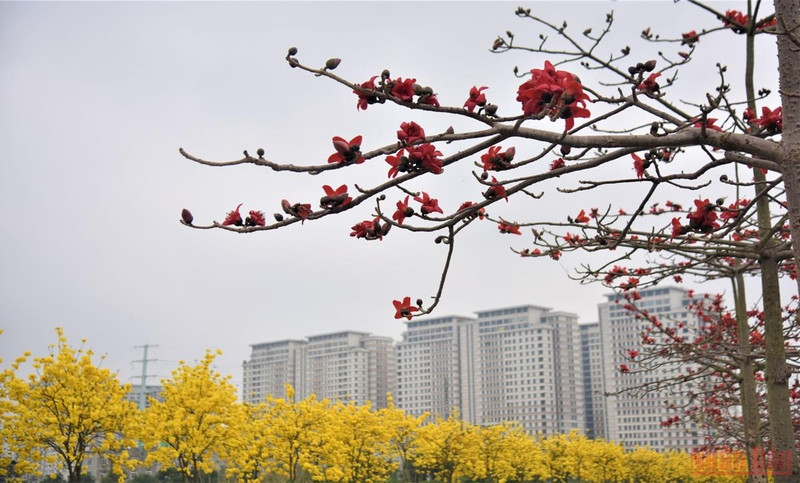 The row of Yellow Tabebuia trees surprises people, who cannot not ignore but must stop and capture beautiful moments. (Photo: Minh Duy)