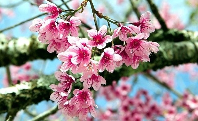 Prunus cerasoides cherry trees are in full blossom