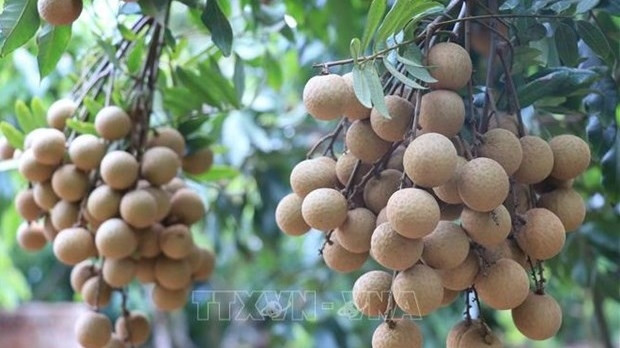 Vietnamese longan (Photo: VNA)