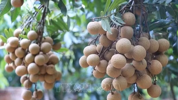 Vietnamese longan (Photo: VNA)