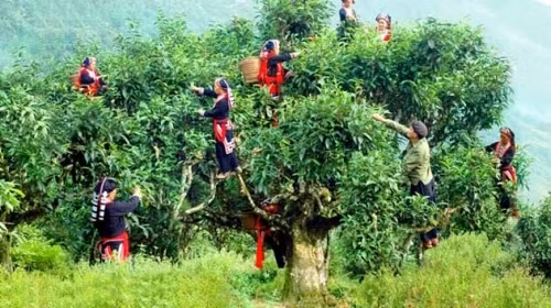 The ancient Shan Tuyet tea trees in Ha Giang