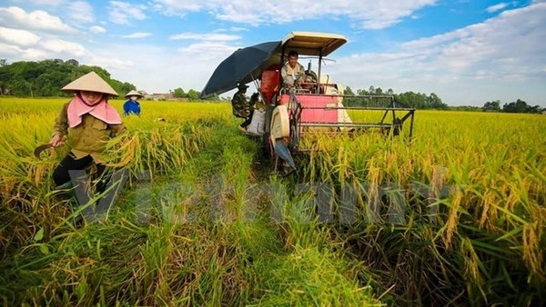 Illustrative image (Photo: VNA)