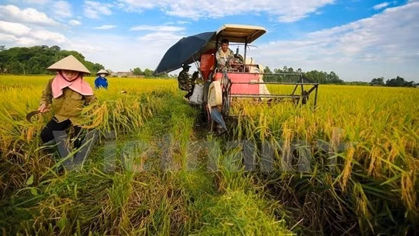 Illustrative image (Photo: VNA)