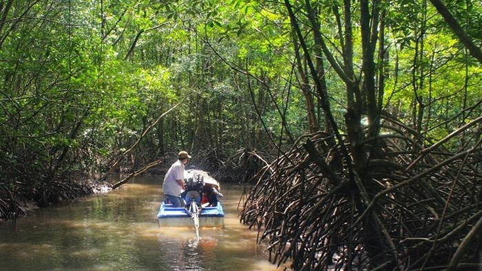 Covering a total area of over 63,000 hectares, the Ca Mau mangrove forest is the second largest in the world after the Amazonia forest in South America.