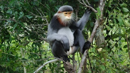 Black-shanked douc langur, an endangered species native to Việt Nam. (Photo dtinews.vn)