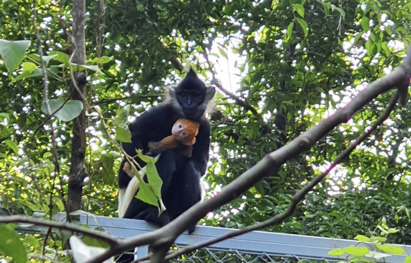 The Delacour’s langur newborn held by its mother on Ngoc Island Ninh Binh’s Trang An Landscape Complex. (Photo: baoninhbinh.org.vn)
