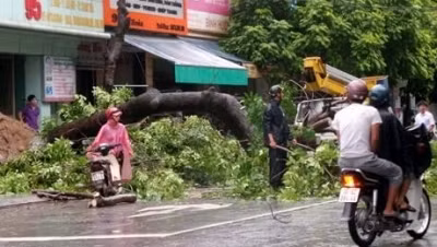 Strong winds shear trees in Thanh Hoa city