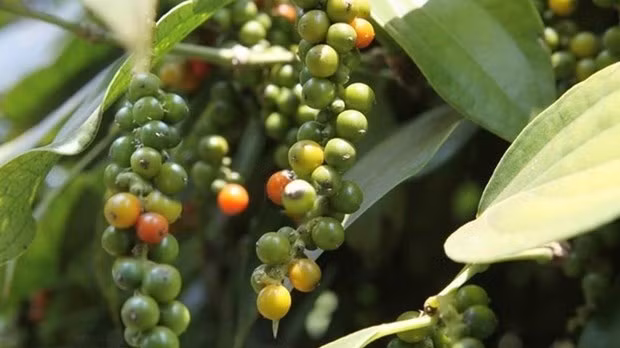 Vietnam strives to regain foothold for pepper industry. (Illustrative image/Source: VNA)
