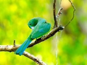 Cat Tien National Park boasts a diverse flora with nearly 1,700 species