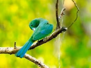 Cat Tien National Park boasts a diverse flora with nearly 1,700 species