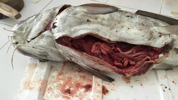 A sample of dead fish in the four central provinces analysed.