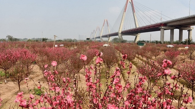 Nhat Tan Village, which is located in the northwest of Hanoi, has an area of 57 hectares for growing peach blossoms. Around 700 households in the village stick to this profession.