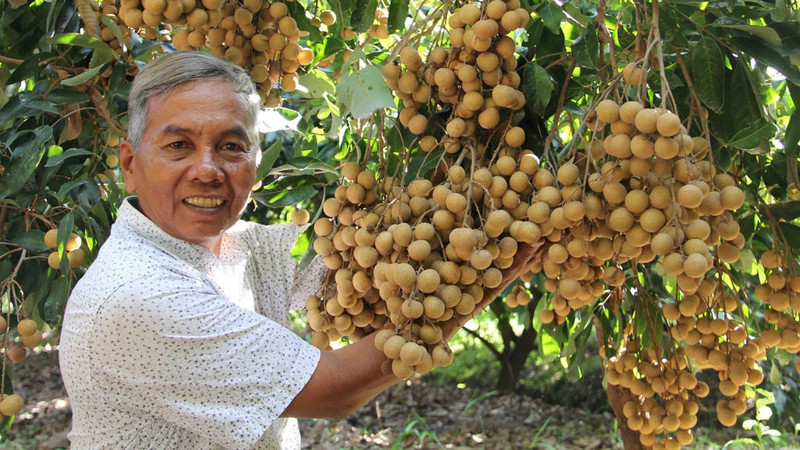 Hai Duong has about 50 ha of longan grown according to VietGAP standards which is eligible for export to demanding markets. (Illustrative image)
