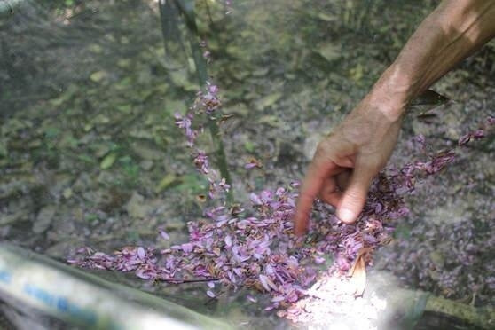 Assistant Professor of Geography Stephanie Pau studied a 28-year record of flower activity in Panama's lush Barro Colorado Forest. (Credit: Stephanie Pau)
