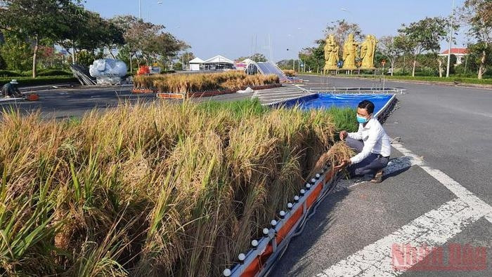 The organising board is completing the "rice street" for the festival. (Photo: NDO)