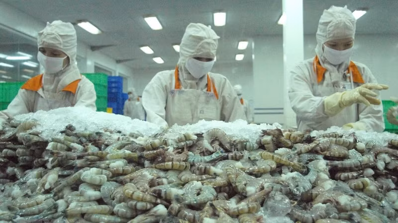 Processing shrimps for export (Photo: VNA)