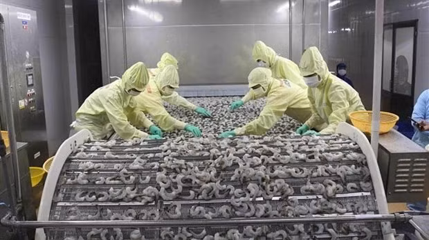 Processing shrimp for export (Photo: VNA)