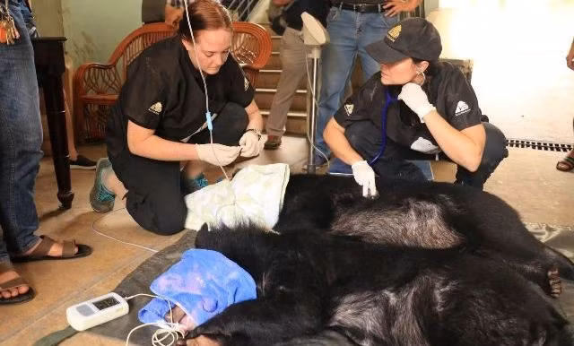 Veterinarians examines two bears at Hanoi's Central Circus in 2019.