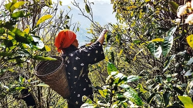 Collecting tea leaves in Ta Xua.
