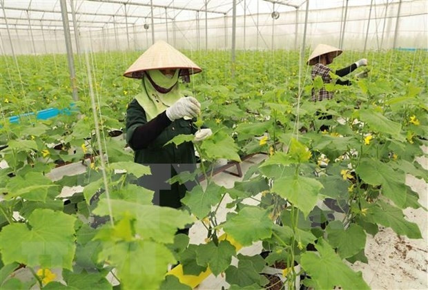 A cooperative specialising in clean vegetables in Yen Dung district of Bac Giang province (Photo: VNA)