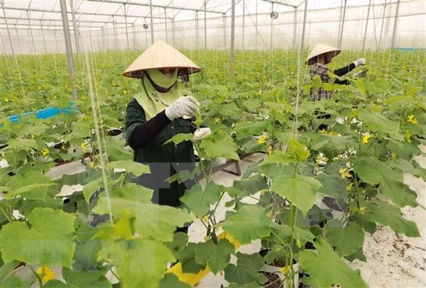 A cooperative specialising in clean vegetables in Yen Dung district of Bac Giang province (Photo: VNA)