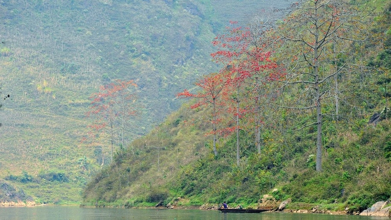 "Hoa gao" is a signaling flower for March; however, in Ha Giang, the flower blooms from the end of February to the end of March, depending on the different soil and temperature conditions of each district. 