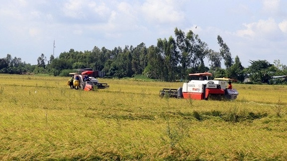 Farmers in My Hiep Son commune, Hon Dat district, Kien Giang province harvesting rice of summer-autumn crop. (Photo: kiengiang.gov.vn)