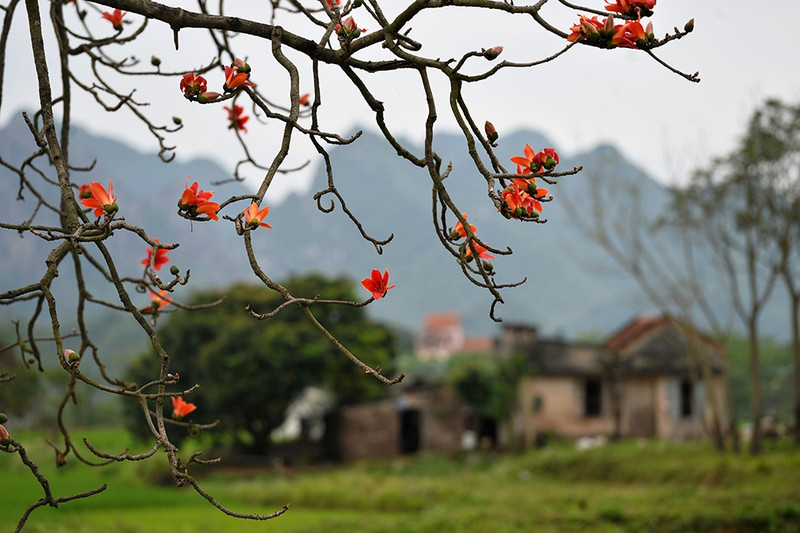 March, the season of bombax flowers, carrying the childhood memories of many people. 