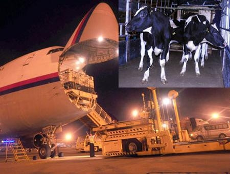 Vinamilk imports 300 cows