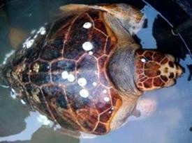 The Quan Dong sea turtle was released to its natural habitat