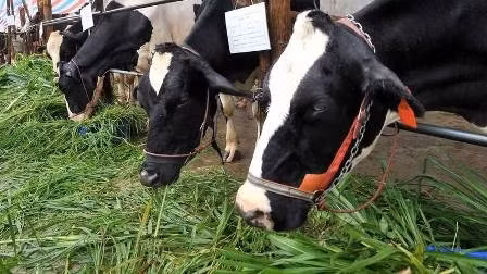 The industry is facing a number of challenges such as diseases, weak consumption and unfair competition.