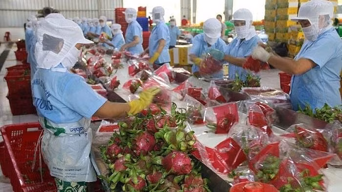 Fruit packed for export (Representative image/VNA)