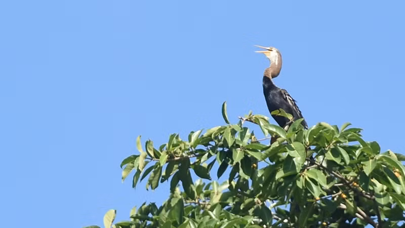 A snakebird at the Buu Long Tourism Area in the southern province of Dong Nai. (Photo: Thien Vuong)
