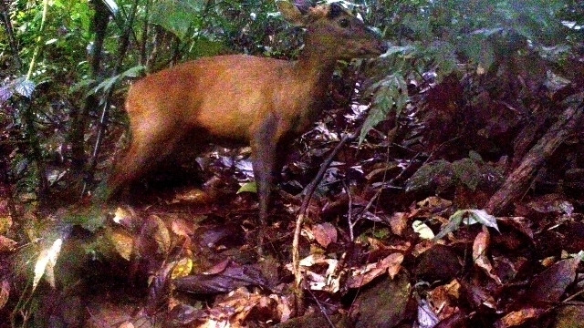 A giant muntjac captured on camera