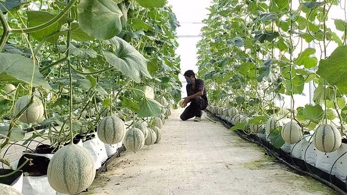 A hi-tech muskmelon farming model at Hoa Vang Fruit and Vegetable Cooperative, Da Nang.