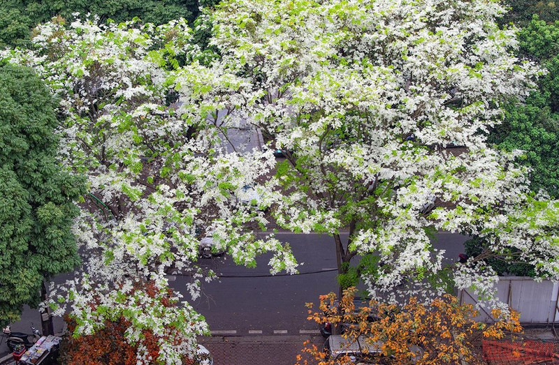White ‘sua’ trees thrive on Phan Dinh Phung Street.