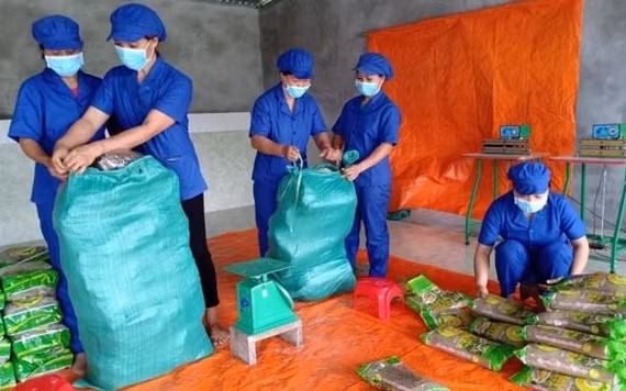 Canna vermicelli products packed at Tai Hoan Cooperative.