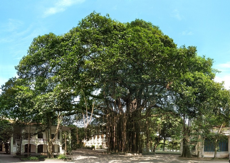 The ancient banyan tree at Nhan Dan Newspaper’s headquarters, a witness of many generations of the newspaper’s journalists. 