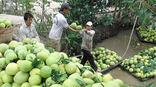 Illustrative image (Photo: VNA)