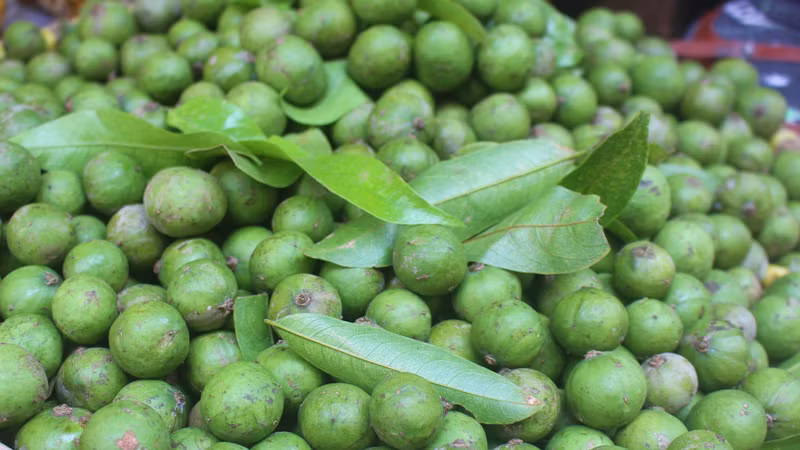 The green colour of young sau fruit. (Photo: Dan Tri)