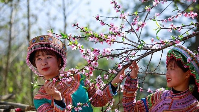 Peach and cherry blooming the whole area pink leading to Fansipan cable car station in Sa Pa town.