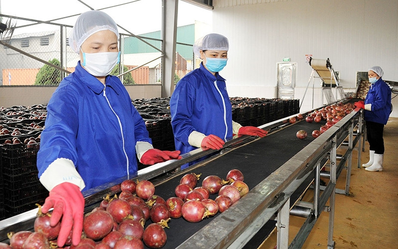Passion fruit processed at Dong Giao Food Export Joint Stock Company. (Photo: HAI HIEU)