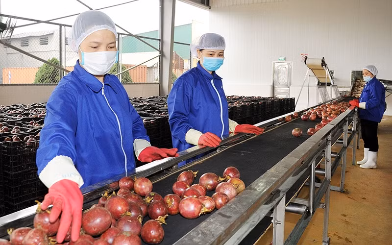 Passion fruit processed at Dong Giao Food Export Joint Stock Company. (Photo: HAI HIEU)
